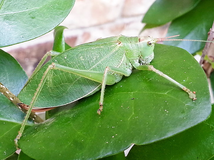 Katydid, lăcustă, frunze-grasshopper, insectă, verde, frunze, camuflaj