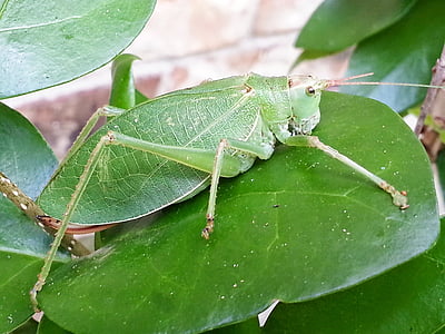 katydid, grasshopper, leaf-grasshopper, insect, green, leaf, camouflage