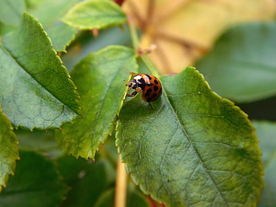 ladybug, lucky charm, luck, beetle, red, nature, nature recording