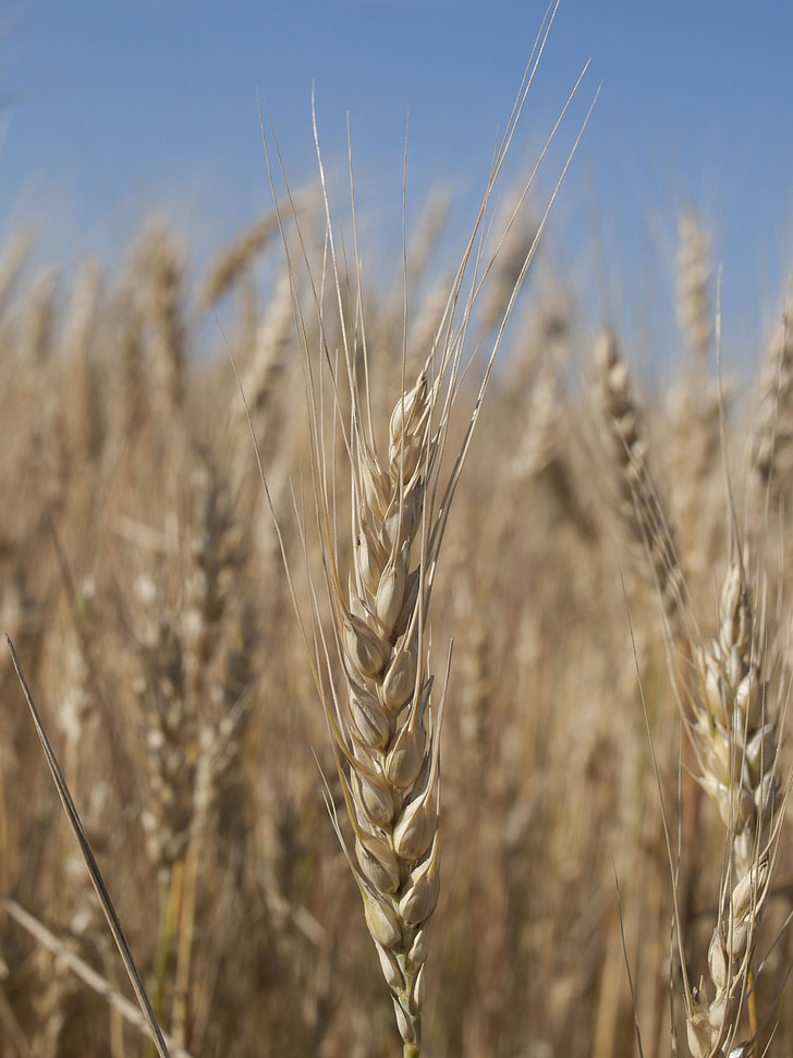 pšenice, konice, kruh, zrn, pozdravil, narave, kmetijstvo