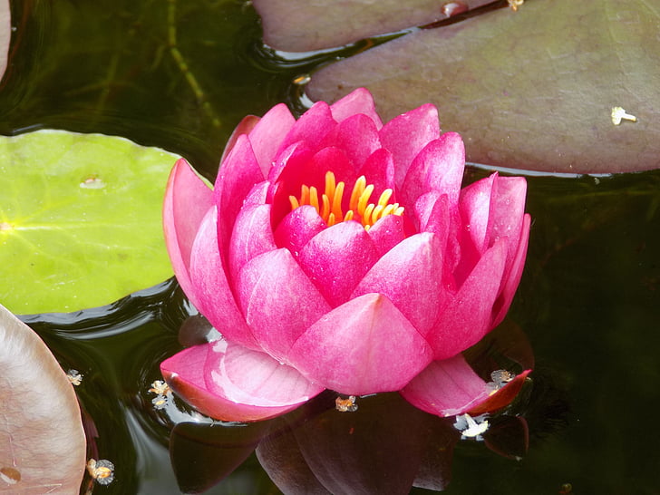 water lily, pink, beautiful, plant, water, floating plant, ornament