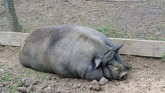 gris, feit gris, dyr, dyr, pattedyr, svinekjøtt, innenlandske gris