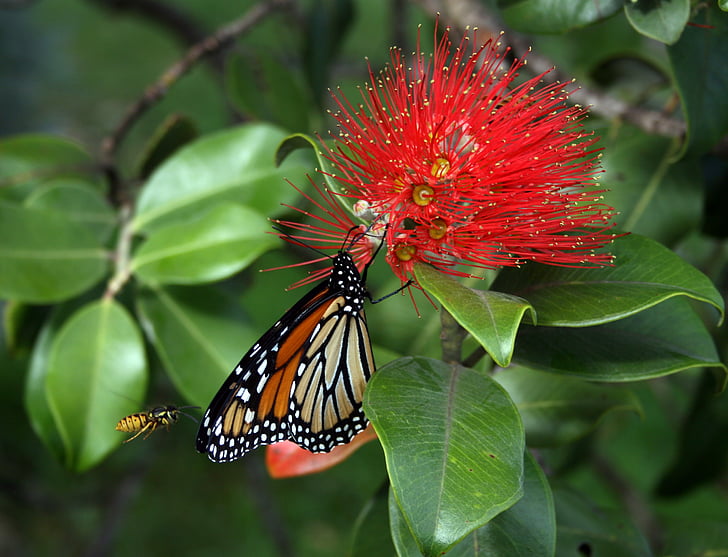Monarch butterfly, Danaoksen plexippus, ampiainen, kukka, Bloom, kasvi, Metrosideros collina