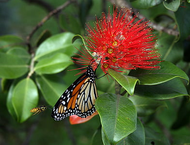 kupu-kupu Monarch, Danaos plexippus, tawon, bunga, mekar, tanaman, metrosideros collina