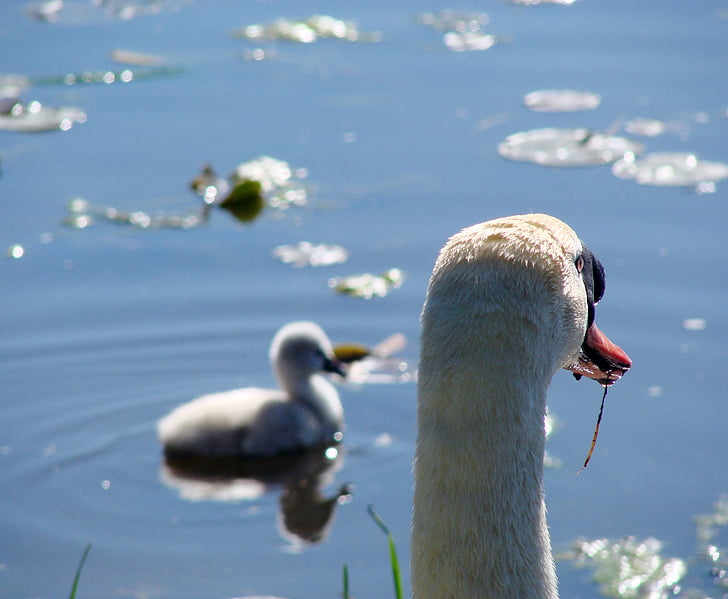 swan, cygnet, watching, water, learning, lake, adventure