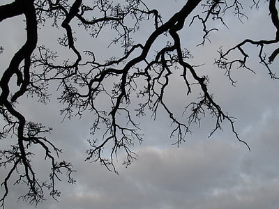 tree, branches, outdoor, seasonal, winter, bare, silhouette