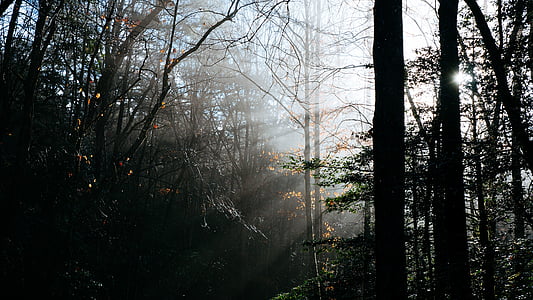 manhã, raio de sol, nascer do sol, árvores, planta, floresta, natureza