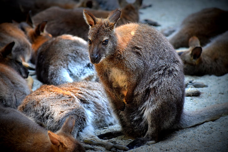 kangaroo, purse, zoo
