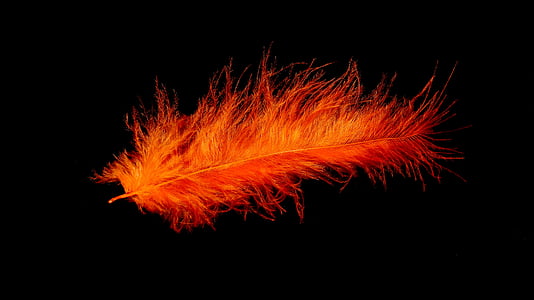 spring, bird feather, orange, colorful, tender, fine, airy