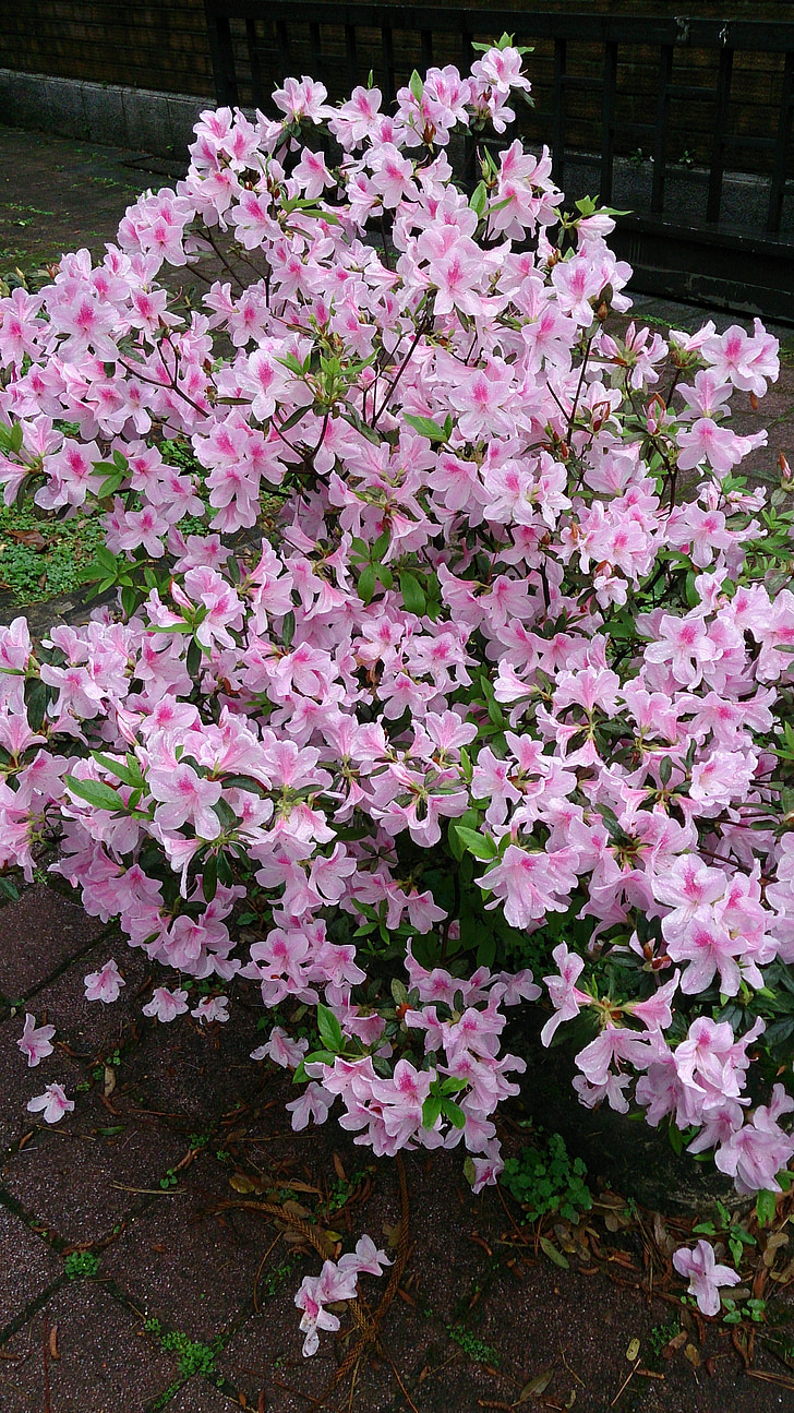 Rhododendron, havearbejde, forår