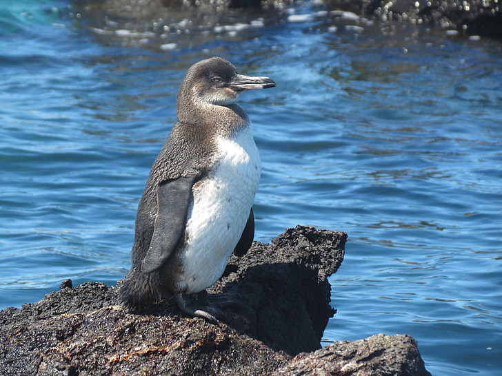 pingviin, lind, lennuvõimetu, Galapagos, Galápagose saared, Ecuador, Wildlife