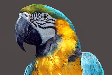 papuga, Ara, ptak, kolorowe, upierzenie, Kolor