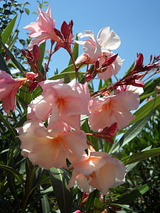oleander, pink, ornamental shrub, bush, blossom, bloom, flowers
