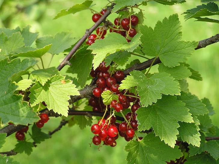 currant, red currant, berry, garden