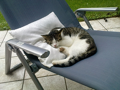 gato, cadeira de praia, terraço, sono