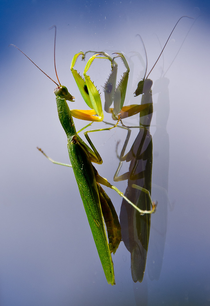 praying mantis, mantid, mantis, insect, large, green, reflection