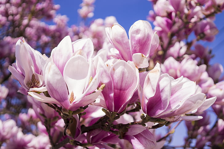 magnolija, gėlės, rožinė, magnolija žiedų, blütenmeer, pavasarį, magnoliengewaechs