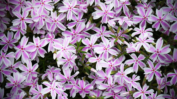 flowers, pink flower, garden, plant, spring