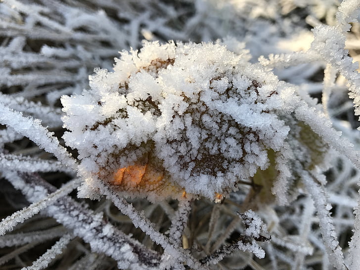 Frost, zimski, hladno, slana, ledeno, čarobno zimsko, pozimi