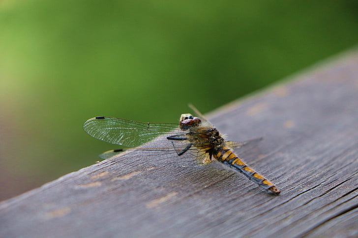 Dragonfly, zelena, insektov, makro, narave, blizu