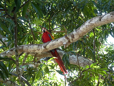 parrot, bird, costa rica, central america, south america, tropical, rainforest