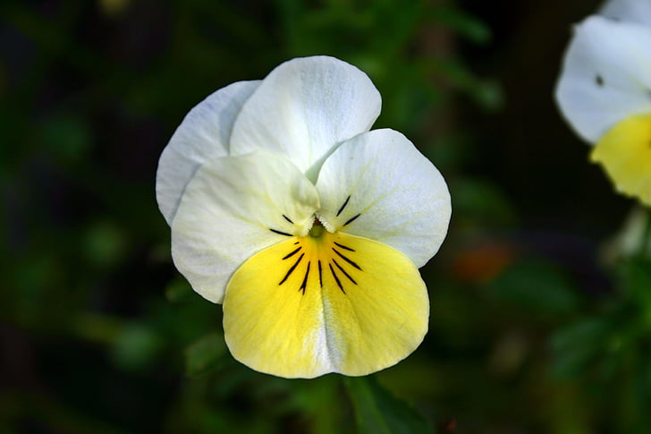 Πανσές, Κίτρινο, λευκό, άνθος, άνθιση, λουλούδι, φύση