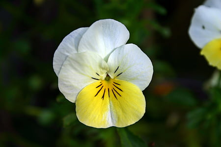 三色堇, 黄色, 白色, 开花, 绽放, 花, 自然