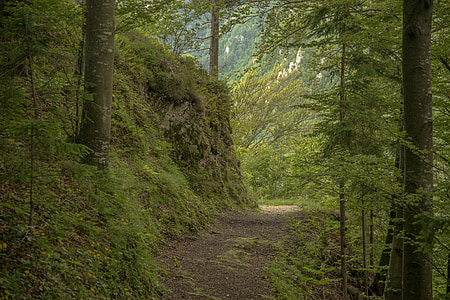 path, forest, nature, green, summer, trail, leaves