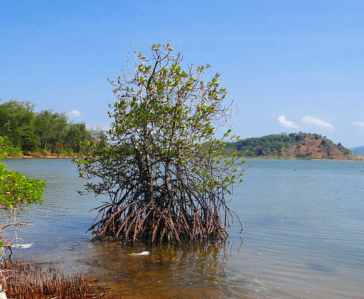 Mangrove, tidvatten skog, Creek, Arabiska havet, antenn rötter, Indien