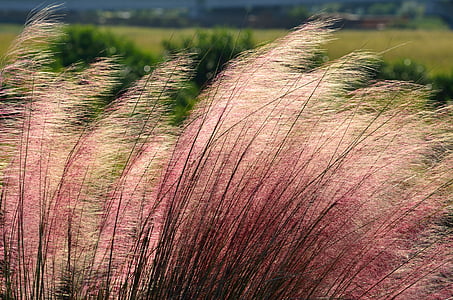 rosa muhly erba, ornamentale, Priorità bassa, sullo sfondo, ornato, modello, decorazione