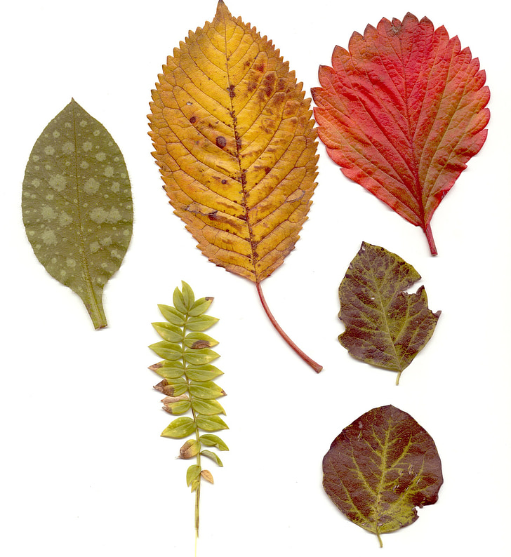 daun, musim gugur, warna-warni, merah, menekan, kering, hutan