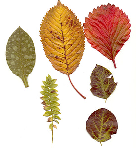 blader, høst, fargerike, rød, trykket, tørr, skog