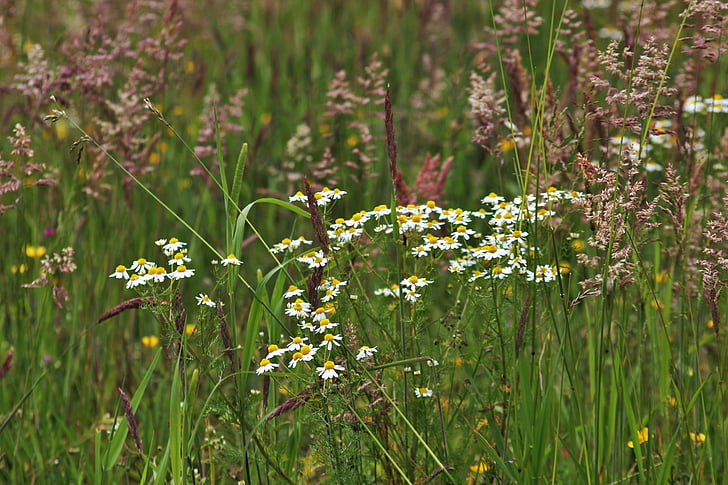 Kummel, Wild meadow, roheline, looduslikud heintaimed, rohi, valged lilled, taim