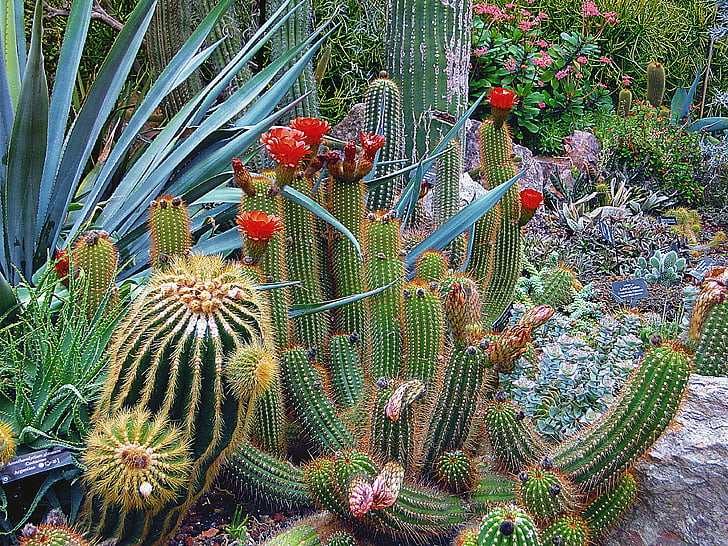 Botanická, kaktusy, kaktus, Barva, dekorace, poušť, exotické