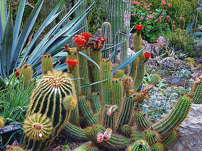 Botanički, kaktusi, kaktus, boja, dekoracija, pustinja, egzotične