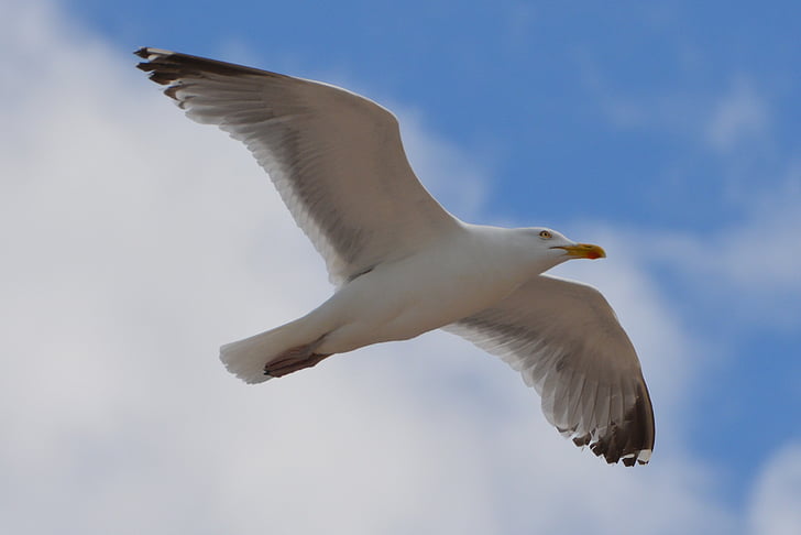 seagull, bird, animal, nature, fly, wings, flying