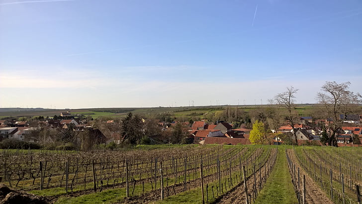 Jerman, Sachsen, wonnegau, osthofen, kebun anggur, musim semi, langit biru
