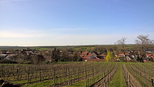 Tyskland, Sachsen, Wonnegau, osthofen, vingårder, våren, blå himmel