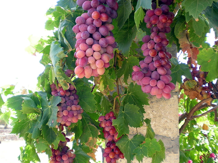 виноград, виноград, Виноградна лоза, вино, фрукти, Vines, фрукти