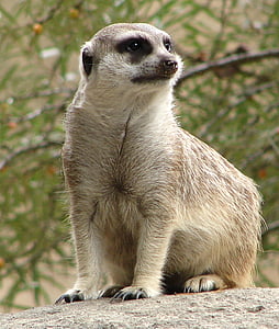 meerkat, 동물, 가드, 재미, 귀여운, 활기찬, 사막