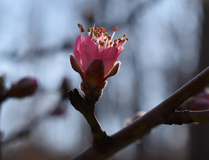 Peach blossom bud avaaminen, persikka puu, Bud, Blossom, kukka, Bloom, kevään