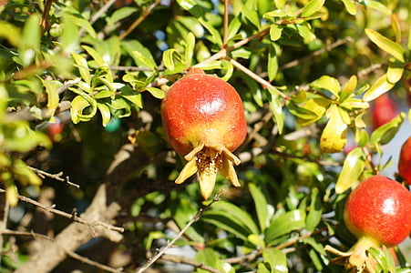 granado, карлик, поле, фрукти, Природа, лист, дерево