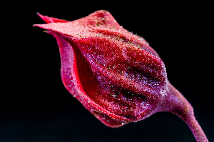 makro, Foto, růžová, Bud, květ, Bloom, květ