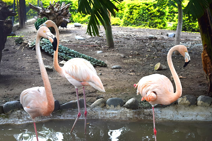 flamingas, Gamta, Turkija, pr, spalva, plunksnos, gražu, gražus