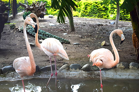 Flamingo, naturen, Turkiet, Ave, färg, fjädrar, Vacker