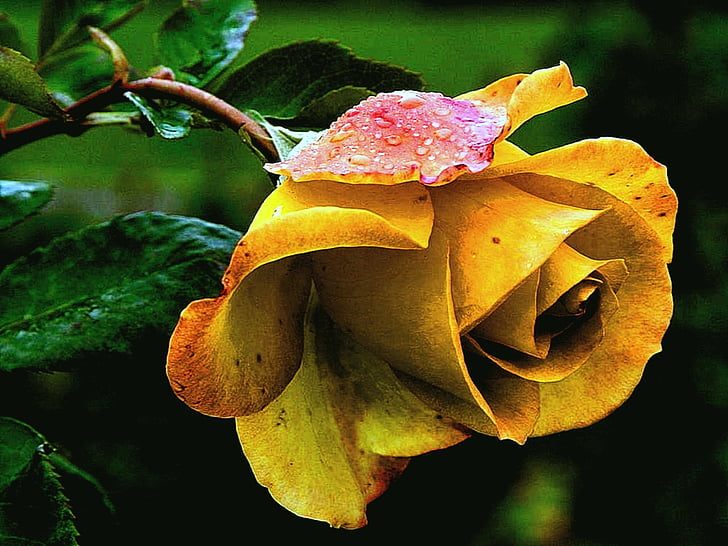 Rose, rose jaune, fleur rose, macro, thé, feuille, nature