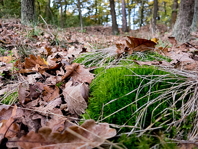 metsa, Moss, lehed, loodus, puu, : Waldviertel