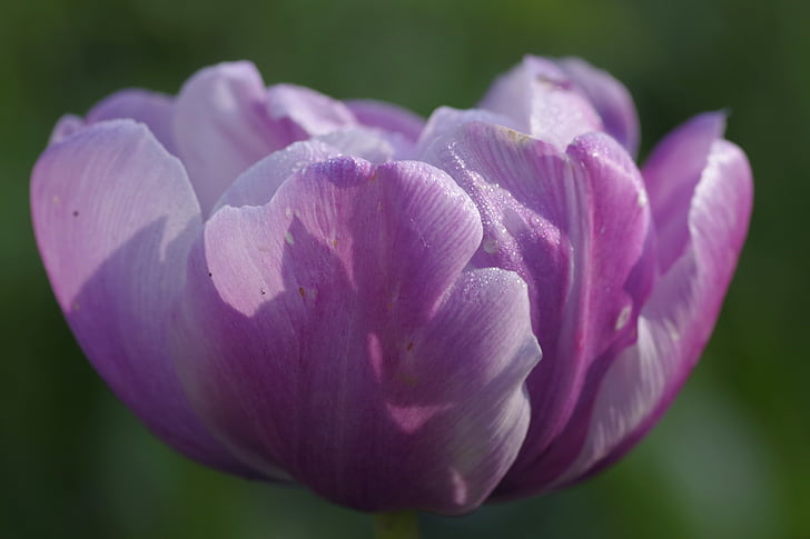 rózsaszín, lila, virág, tulipán, kupa, egyetlen, makró