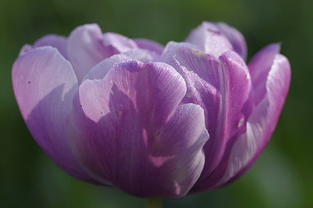pink, violet, flower, tulip, cup, single, macro