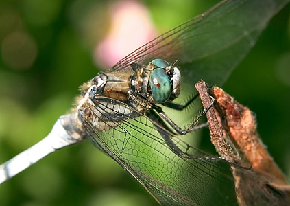 Dragonfly, bílá sledoval sběrač, hmyz, společný sběrač, Orthetrum albistylum, Chyba, makro